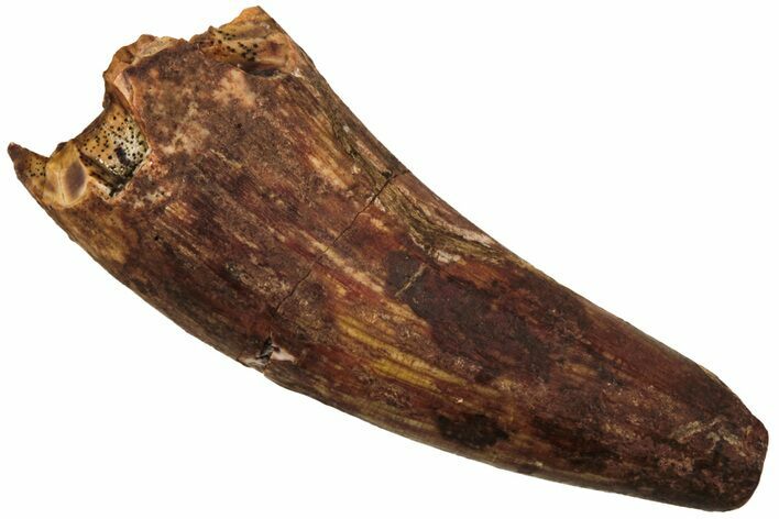 Fossil Triassic Reptile (Phytosaur) Tooth - New Mexico #219447